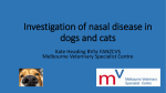 Investigation of nasal disease in dogs and cats