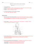 Resp, Circ and Nerv Test review answers