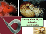 Survey of the Phyla- Animalia, Invertebrates