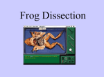 Frog Dissection