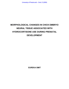 morphological changes in chick embryo neural tissue associated