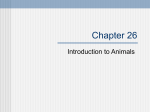 Intro to Animals