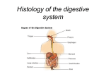 Histology of the digestive system