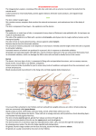 INTEGUMENTARY SYSTEM The integumentary system, consisting