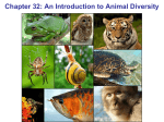 Chapter 32: An Introduction to Animal Diversity