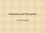 8.2 The Senses