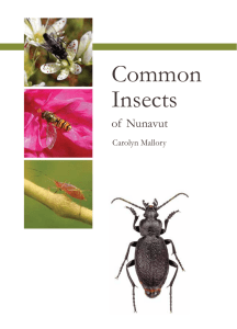 Common Insects - The Nunavut Bilingual Education Society