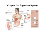 Chapter 38: Digestive System