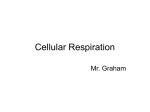 Cellular Respiration