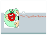 The Digestive System