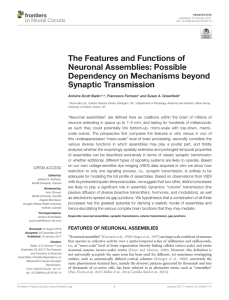 The Features and Functions of Neuronal Assemblies: Possible