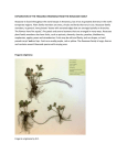 exploration of the fragaria virginiana from the rosaceae family