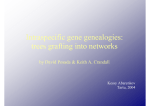 Intraspecific gene genealogies: trees grafting into networks