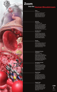 Zoom into the Human Bloodstream Annotated