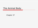 Animals: The Animal Body