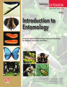 Introduction to Entomology - UNL, Go URL