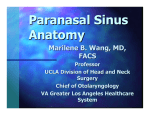 Paranasal Sinus Anatomy