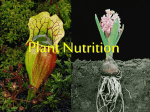 3-Plant Nutrition_AP Bio
