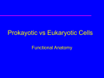 Prokayotic and Eukaryotic Cells
