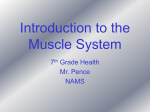 Introduction to the Muscular System PowerPoint