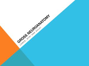 gross_neuroanatomy-1