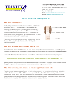 Thyroid Hormone Testing in Cats