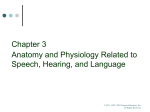 Respiratory System