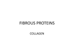 Fibrous proteins and collagen