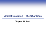 Animal Evolution – The Chordates