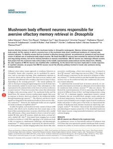Mushroom body efferent neurons responsible for aversive olfactory
