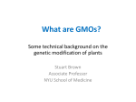 What are GMOs?