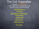 The Cell Organelles (Typical Animal Cell) Cell Organelles are small