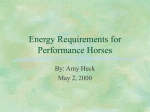 Energy Requirements for Performance Horses