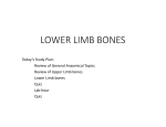 lower limb bones - ugur baran kasirga web pages