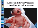 Labor and Birth Processes