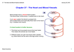 The Heart and Blood Vessels.notebook