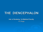 THE DIENCEPHALON