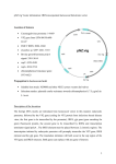 pNZ:vig Vector information: IRES