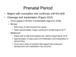Prenatal Period - CESA 10 Moodle