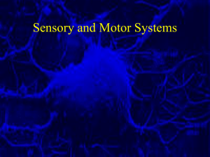 Lecture 5 Sensory and Motor Systems