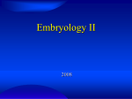 Embryology II 2008 Cleavage Zygote Blastomeres Morula Blastocyst