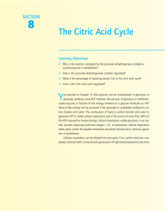 The Citric Acid Cycle