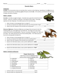 Genetics Basics POGIL