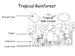 Tropical Rainforest