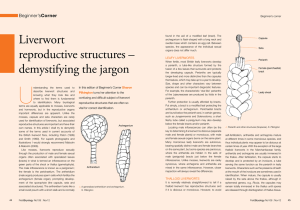 Liverwort reproductive structures – demystifying the jargon