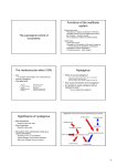 Functions of the vestibular system Nystagmus Significance of