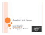 Regulation of cell signaling in apoptosis