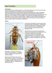 7.b. Insect Tracheoles