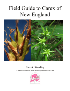 Species – Group 1 - New England Botanical Club