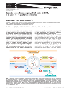 Bacterial second messengers, cGMP and cdiGMP, in a quest for